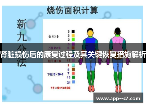 肾脏损伤后的康复过程及其关键恢复措施解析